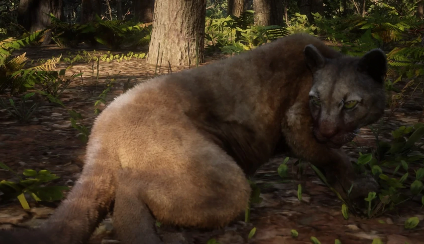 How To Hunt Panthers in Red Dead Redemption 2 - Mesh Content